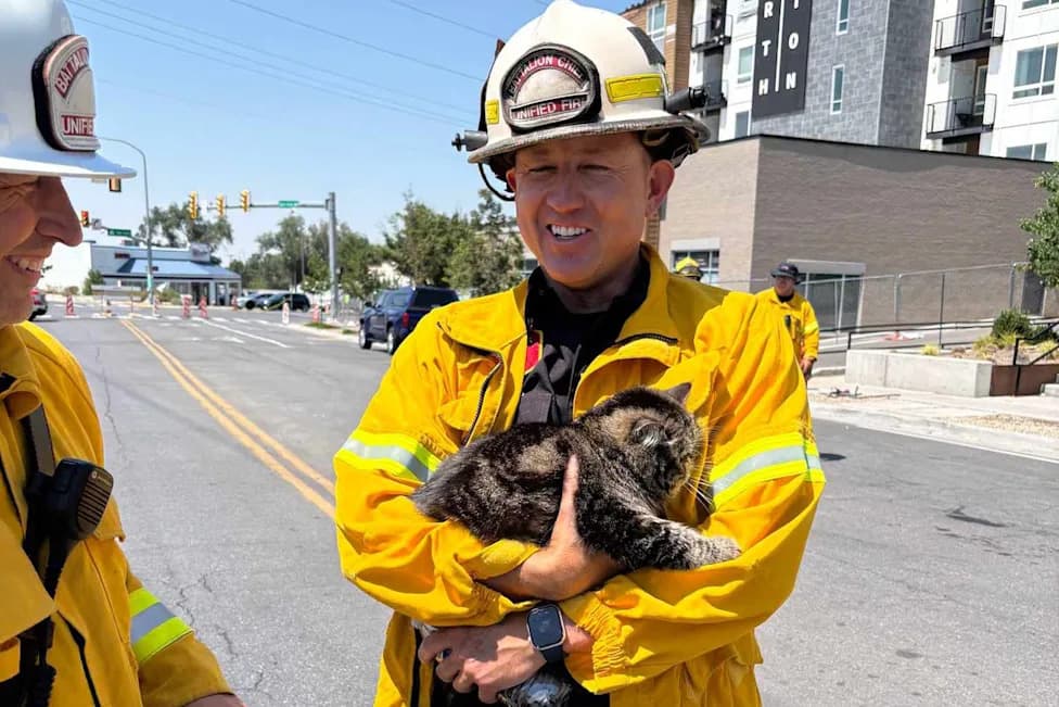 Toast Malone: Cat Found Alive More Than 72 Hours After Devastating Utah Apartment Fire, Reunited With Owners