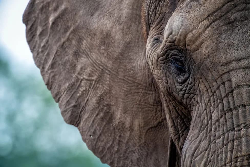 Cyanide Kills 15 Elephants Near Kenya’s Border — Poaching Or Hazardous Pesticides Under Investigation