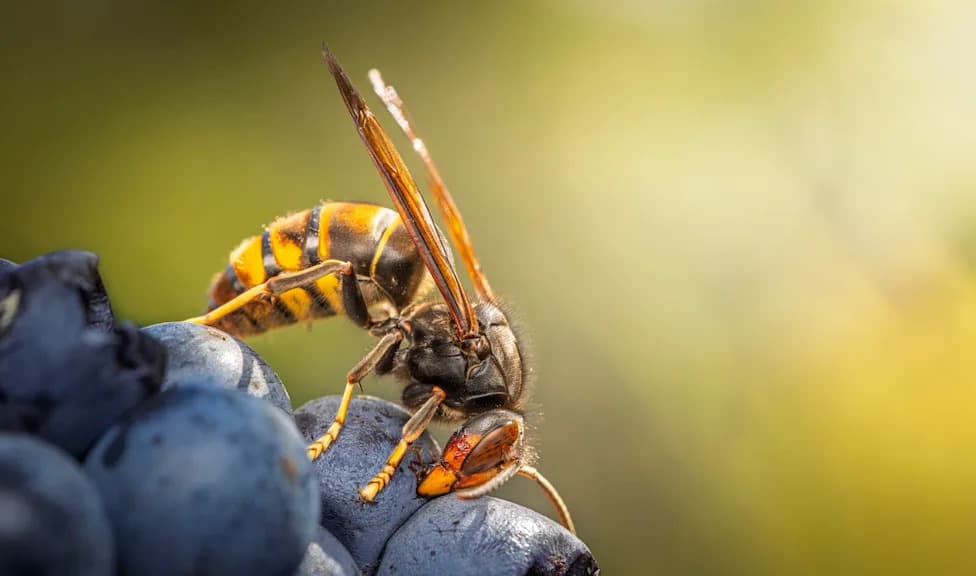 First Established Yellow-Legged Hornet Population Confirmed in North Carolina After Homeowner Sighting