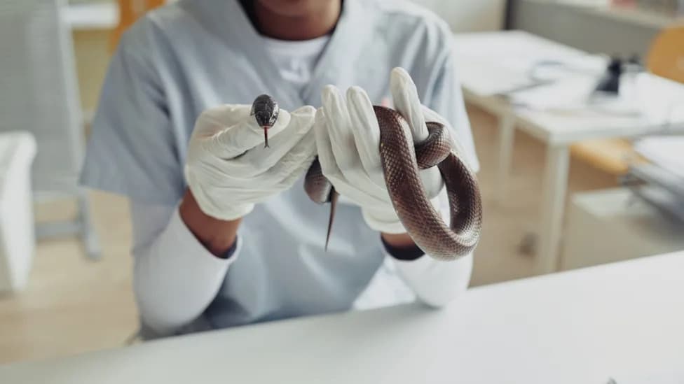 Mysterious Fungal Disease Found in Wild Snakes Across Southeast Queensland