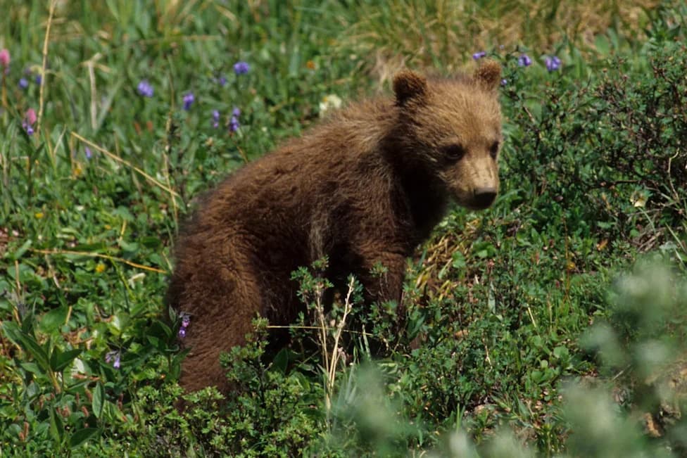 Live Streams Show Two Grizzly Cubs Killed by Adult Females at Alaska’s Katmai National Park