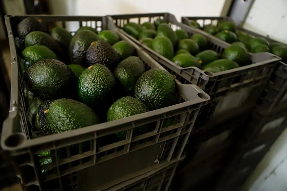 U.S. Halts Avocado Inspections; Mexico Deploys 1,500 Troops to Michoacán to Restart Exports