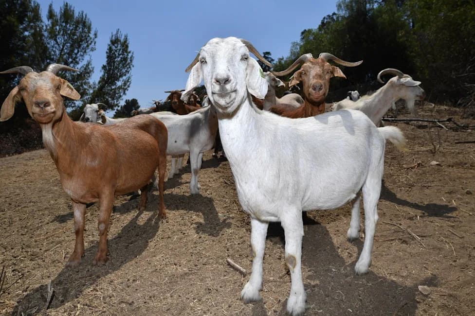 Hollywood's New Firefighters: 500 Goats Help Universal Studios Reduce Wildfire Risk