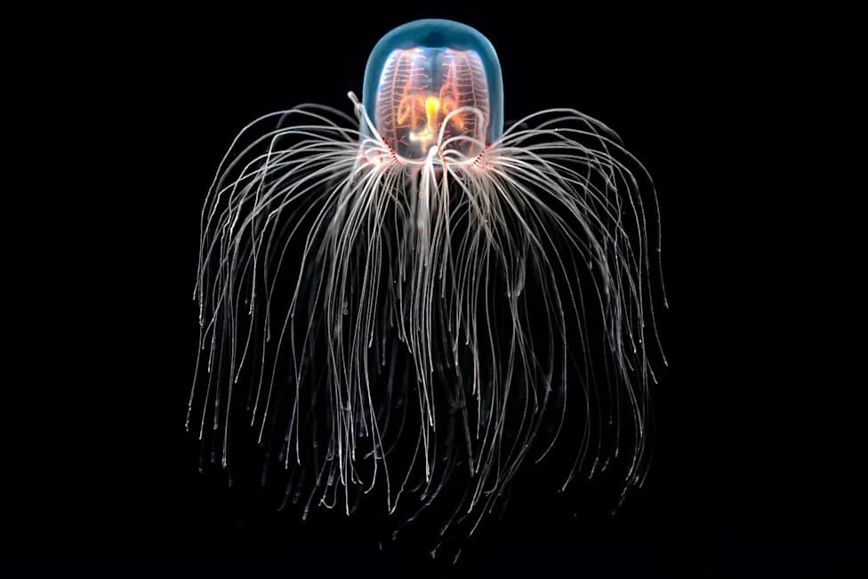 How the "Immortal" Jellyfish Resets Its Life — And What That Really Means