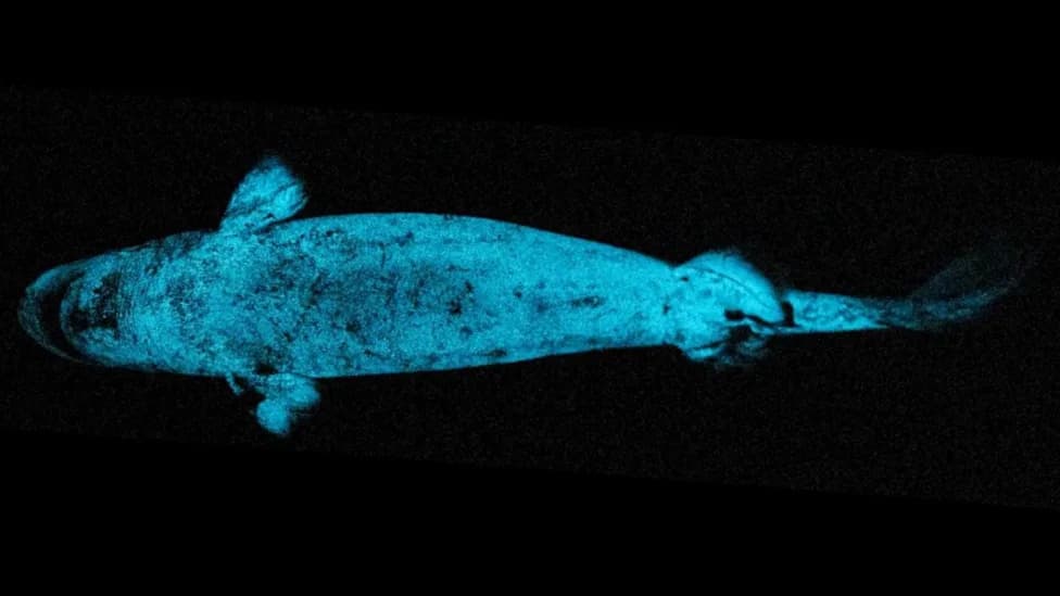 Glowing Kitefin Sharks May Use Their Light as a Searchlight to Find Prey, Study Suggests