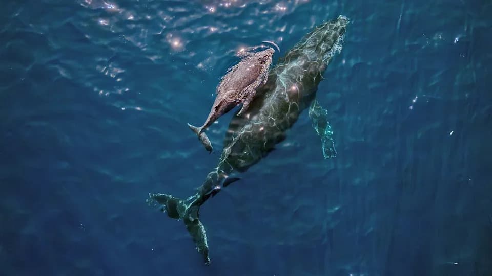 “My Adrenaline Was Through The Roof”: First Drone Footage Captures Humpback Whale Giving Birth