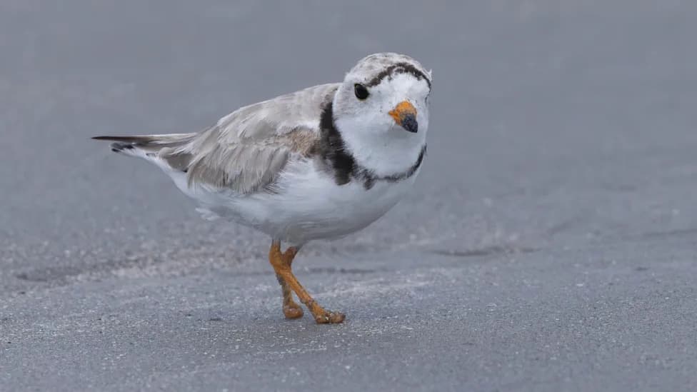 Phoenix the Footless: Piping Plover Survives After Losing Toes to Fishing Line