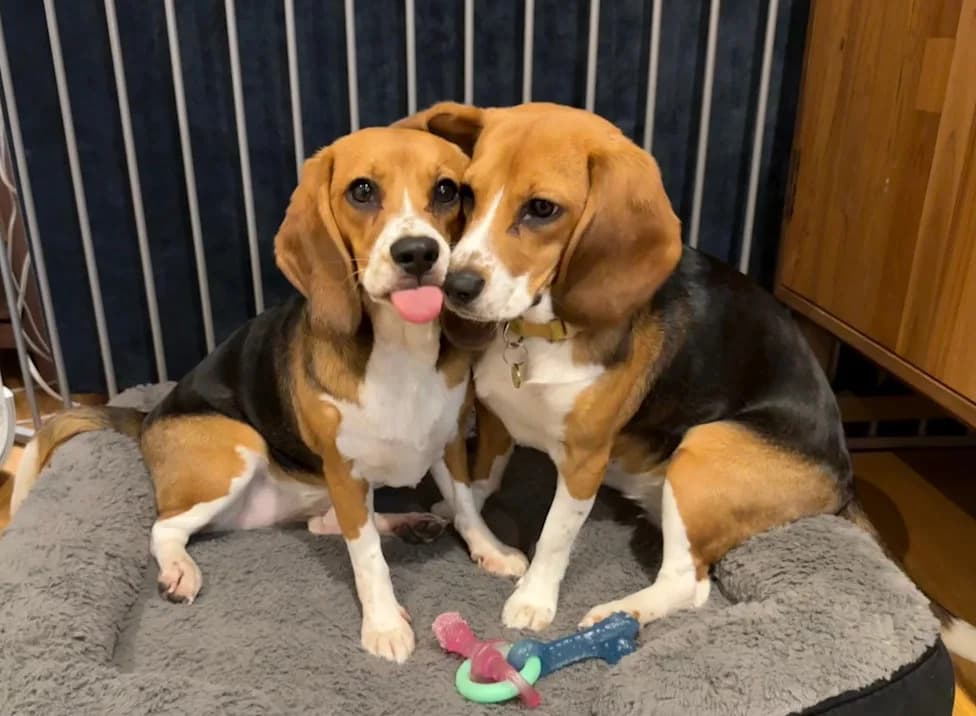 CRISPR-Edited Beagles Show No Detectable Can f 1 Allergen — A Cautious Proof of Concept