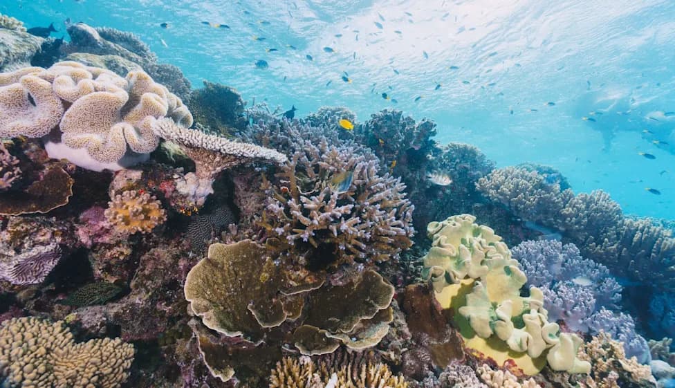 Tiny 'Walking' Fish Becomes Photo Ark's 18,000th Species — Fewer Than 250 Remain