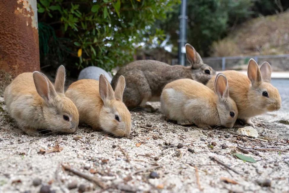 Tourists' Handouts May Be Turning Japan’s 'Rabbit Island' Into a Boar Hunting Ground