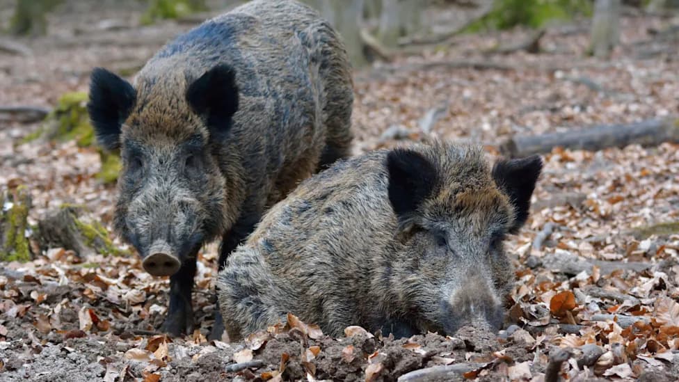 Brazilian Wild Boars Harbor Widespread Multidrug-Resistant E. coli, Study Warns