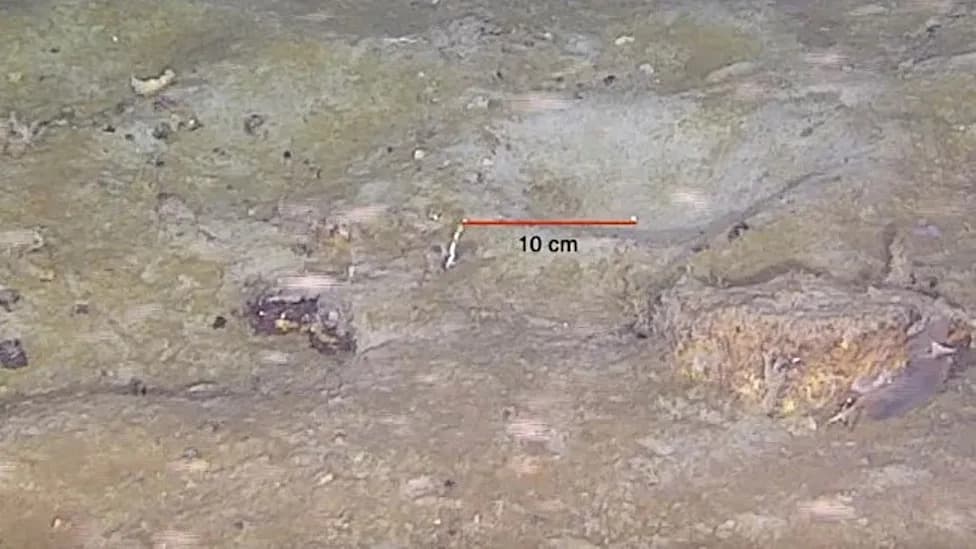 Iceberg A-68’s Calving Exposed a Vast Fish Nursery on the Weddell Sea Floor — Strengthening Calls for Protection