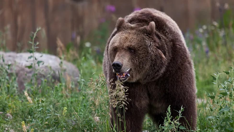 72-Year-Old Hiker Airlifted After Grizzly Encounter Near Tyaughton Lake — Authorities Will Not Pursue Sow