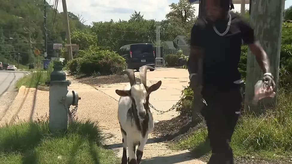 Viral Video: Man Handcuffed on DC Metro While Standing With Pet Goat — Transit Police Say Goat Wasn't the Cause