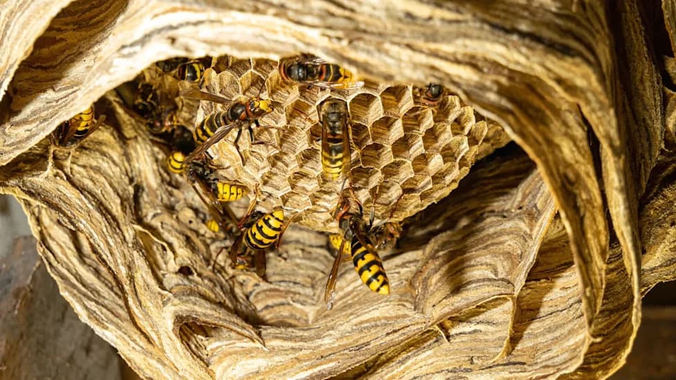 Yellow-Legged Hornet Confirmed Established in North Carolina — New Threat to Honeybees