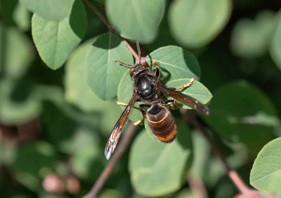 Credible Asian Hornet Sighting in Ripon Spurs Urgent Trap-and-Track Response