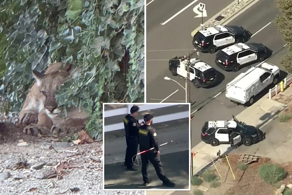 Female Mountain Lion Roams San Dimas Streets, Prompting Neighborhood Lockdown and Rescue