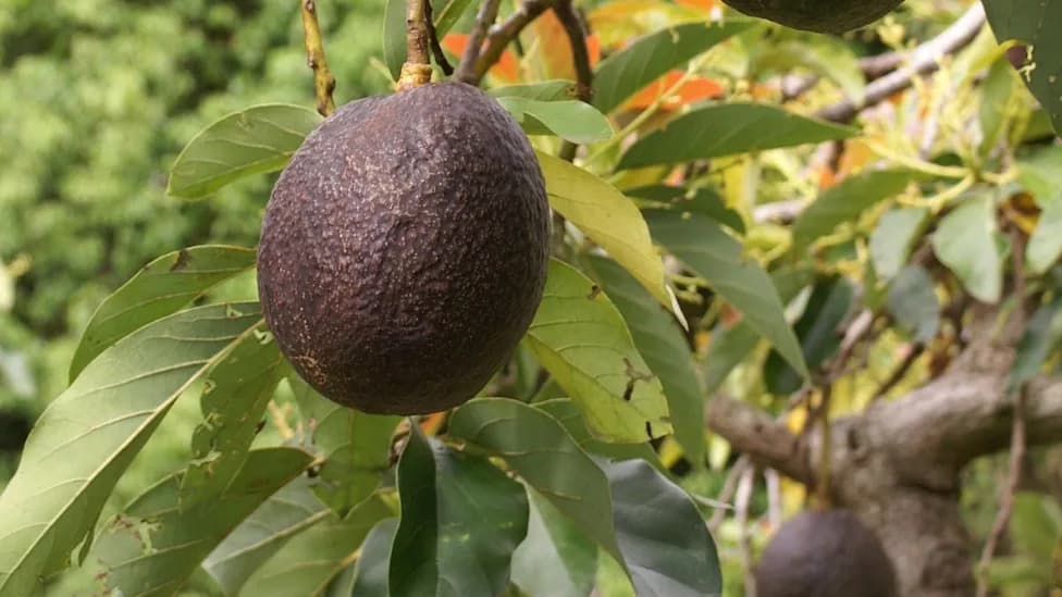 Avocados Switch Sex Every Day — Scientists Identify the SDMYB Genetic 'Clock'