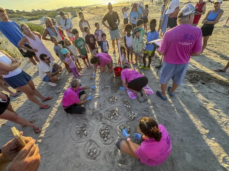 Kiawah Island Records 498 Loggerhead Nests As Volunteers Mark One Of Its Busiest Seasons
