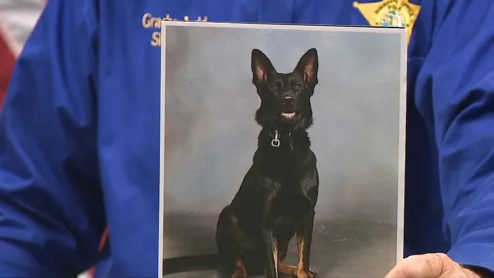 Polk County K9 ‘Ace’ Loses Leg After Being Shot During Arrest Attempt; Suspect Killed