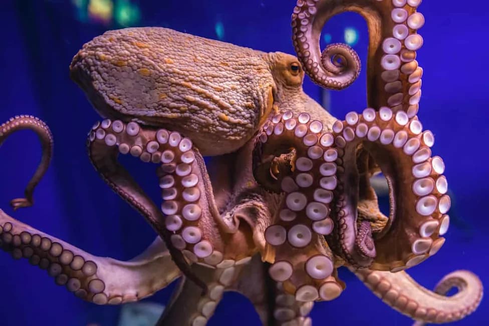 How Colorblind Octopuses Match Colors Perfectly — The Science Behind Cephalopod Camouflage