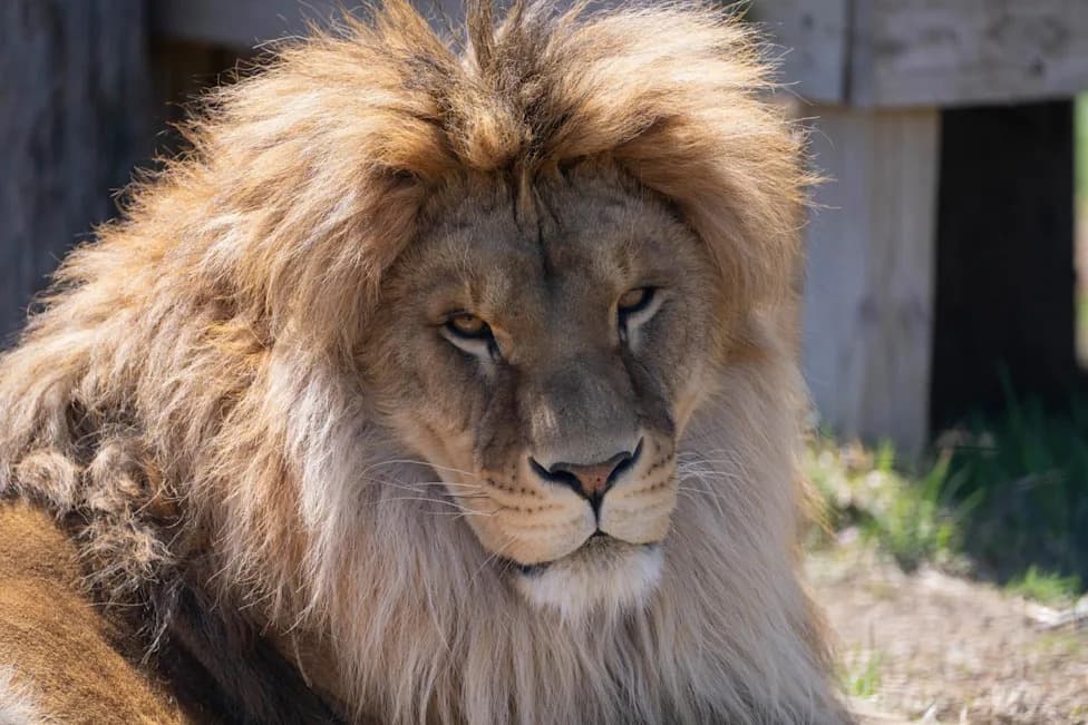 From Odesa Station to Minnesota: Rescued Lion Taras Battles Rare Fungal Infection