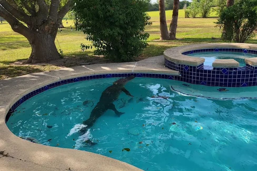 Texas Trapper Removes 10-Foot Alligator From Backyard Pool — 'Had Been to War'