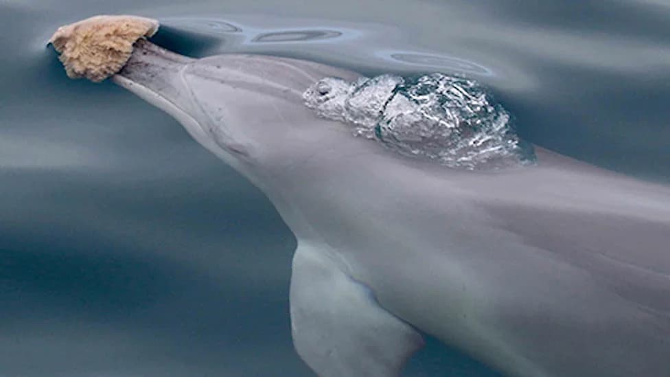 Dolphins That Use Sponges Show Distinct Epigenetic Marks, Study Suggests