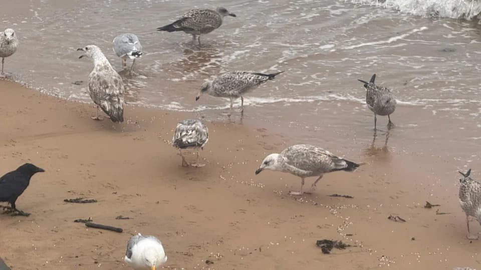 Port of Tyne Nurdle Spill: Seabirds Seen Eating Plastic Pellets, RSPB Warns Of Long-Term Harm