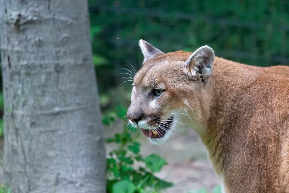 Mountain Lions Linked to 67% Drop in Deer-Vehicle Collisions — An Unexpected Road-Safety Benefit