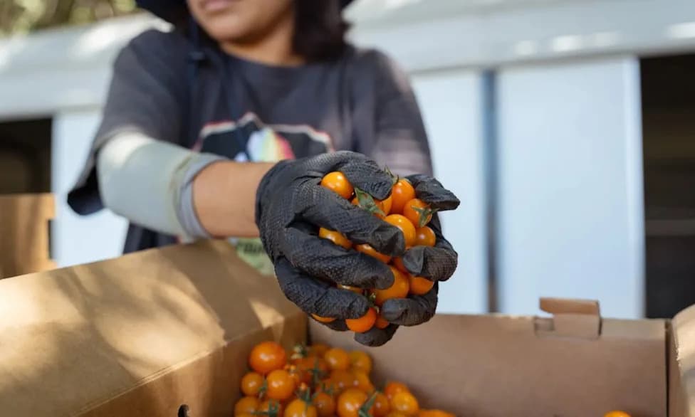 California Makes Farm-to-School Permanent and Expands Local Food Partnerships