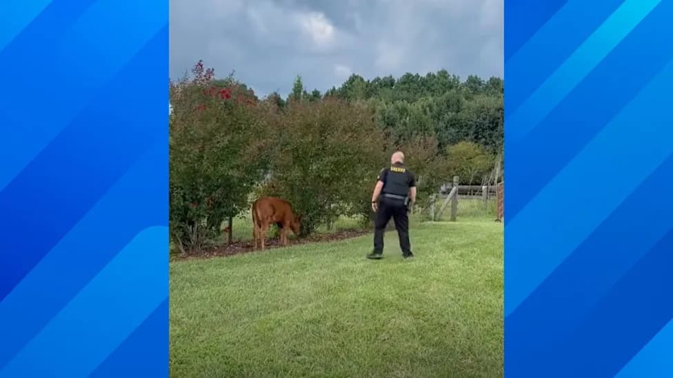 Georgia Deputy Channels 'Inner Cowboy' to Escort Loose Calf Off Busy Hopewell Road