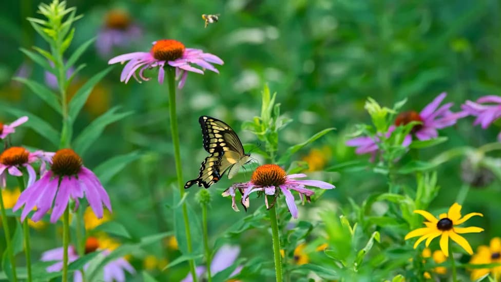 Couple’s Native Garden Fight With HOA Helps Curtail Turf Mandates in Maryland