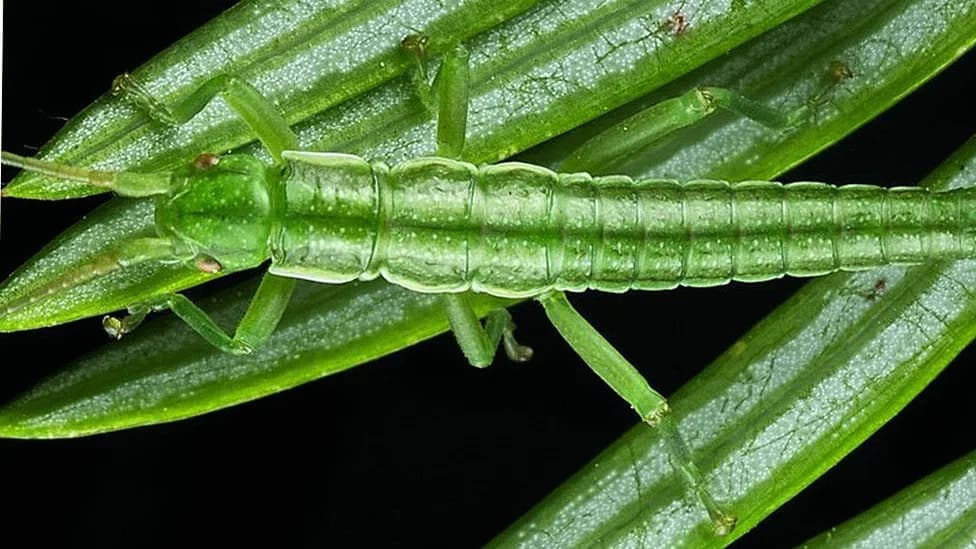 Asexual Stick Insects Keep Male–Female Gene Balance After ~1 Million Years, Study Finds