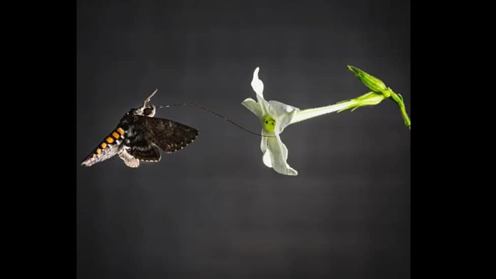 Moth Wings That Smell: Tobacco Hawkmoth Detects Nightshade Chemicals