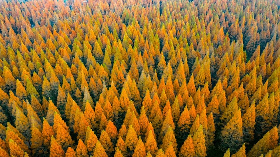 China’s 78 Billion-Tree Reforestation Shifted Rainfall — And Strained Water Supplies
