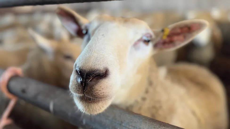 Bluetongue Surge Overwhelms Vets as Cases Spike Across Southwest England