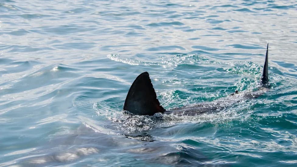 Connecticut Man Struck by Shark Near Bimini on 40th Anniversary Trip; Needs 30 Stitches