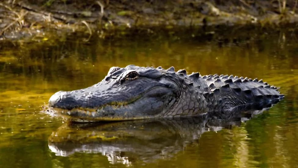Alligator Named Florida's Deadliest Animal — Nesting Season Prompts Safety Alert Through August
