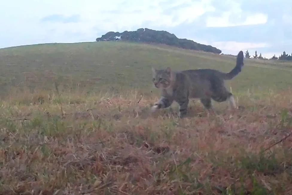 'Nine Lives' Finally Caught: Feral Cat Linked to Dozens of Rare Duck Deaths Captured After Three-Year Hunt