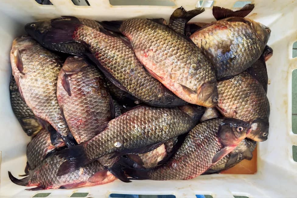 Radio‑Tagged Carp and Targeted Removals Help Restore Upper Prior Lake