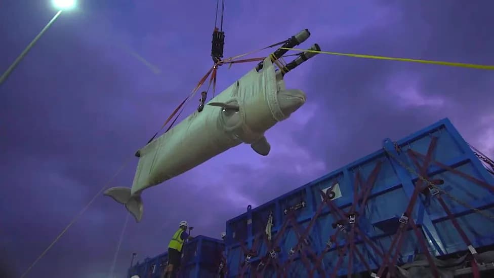 Seven Rescued Belugas Complete Nearly 2,000‑Mile Relocation to SeaWorld San Antonio