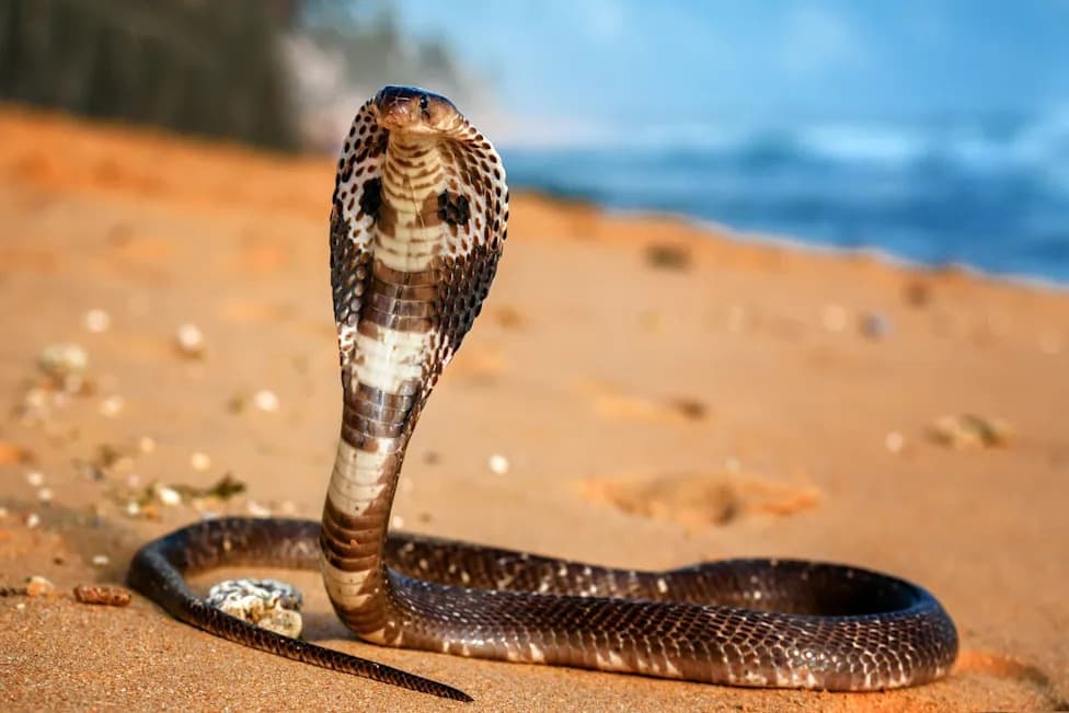 King Cobras and Cobras Enter Homes Near Nepal’s Chitwan National Park, Prompting Calls for Better Rescue and Treatment