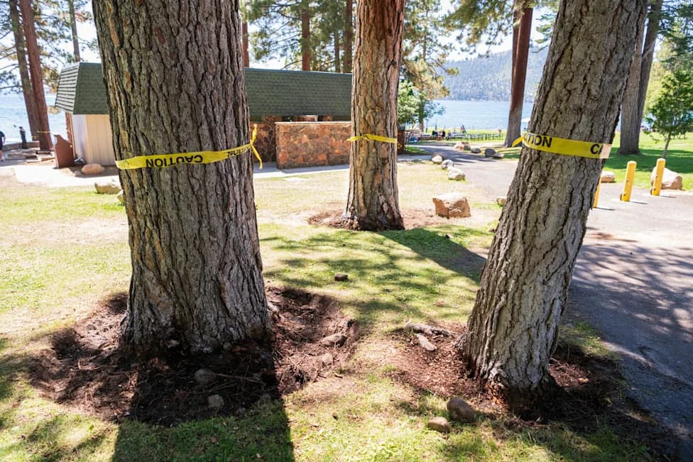 Nevada Authorities Probe Suspected Poisonings of 28 Pine Trees at Lake Tahoe