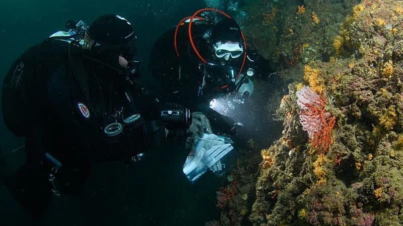 Red Coral Smuggling Ring Busted on Skopelos: €800k Seizure Exposes Threat to Mediterranean Populations