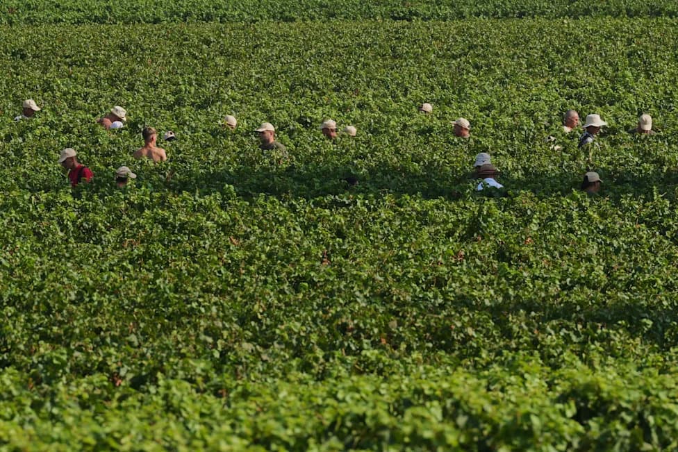 Extreme Heat Forces Pre-Dawn Harvests in Italy’s Franciacorta as Ripening Accelerates