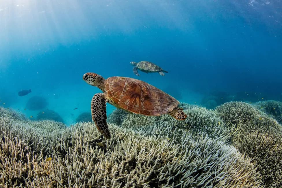 Late Monsoon Brings Respite to Great Barrier Reef, AIMS Reports