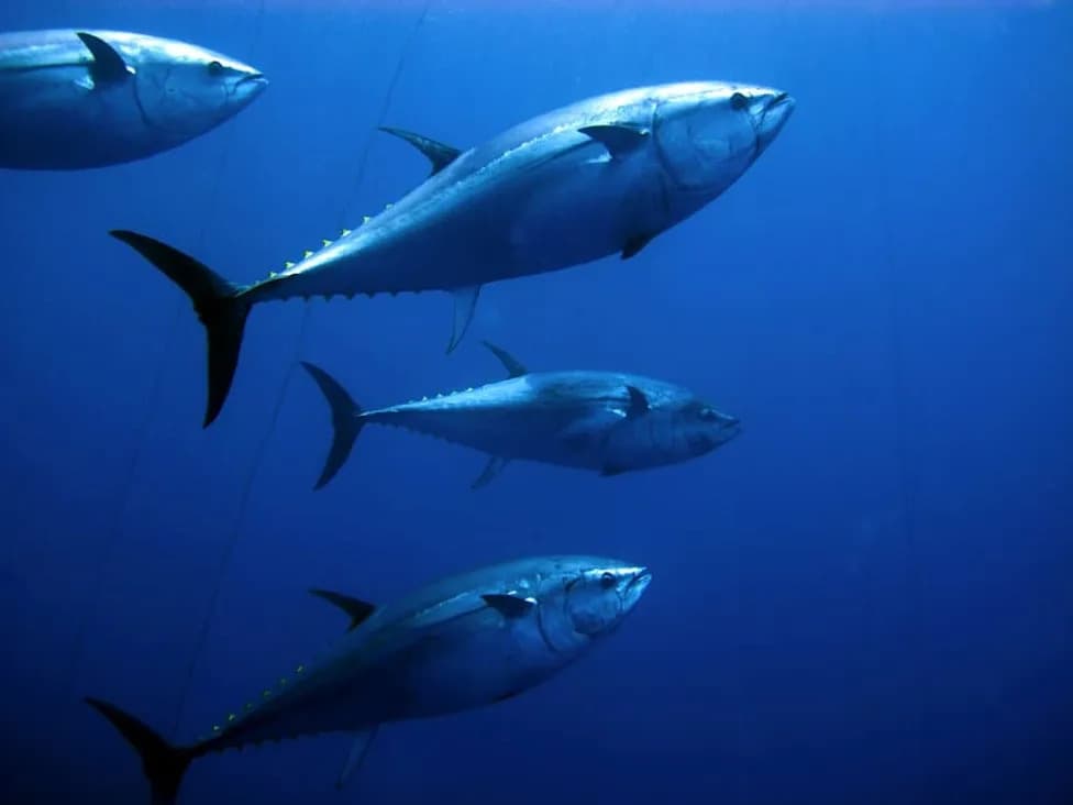 Drifting Tuna Gear Has Stranded in 174 Marine Sanctuaries — A Global Threat to Reefs and Wildlife