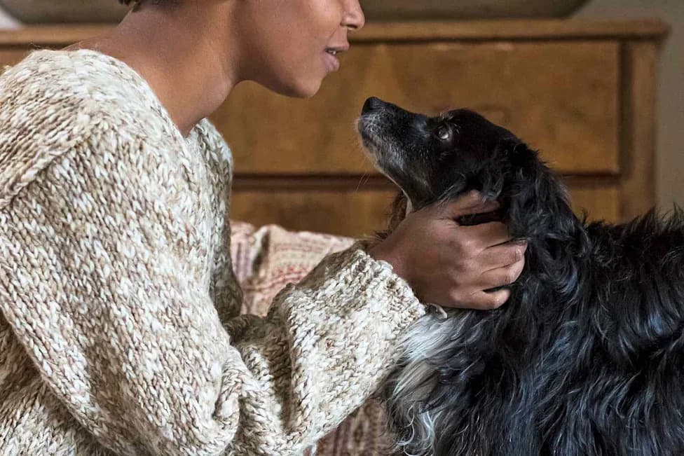 Dogs Can Tell Fear From Sadness — fMRI Scans Reveal Distinct Brain Responses