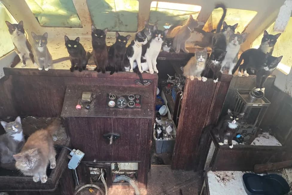 Like a Studio Ghibli Scene: Tacoma Police Rescue 30+ Cats From Abandoned Boat Near Owen Beach